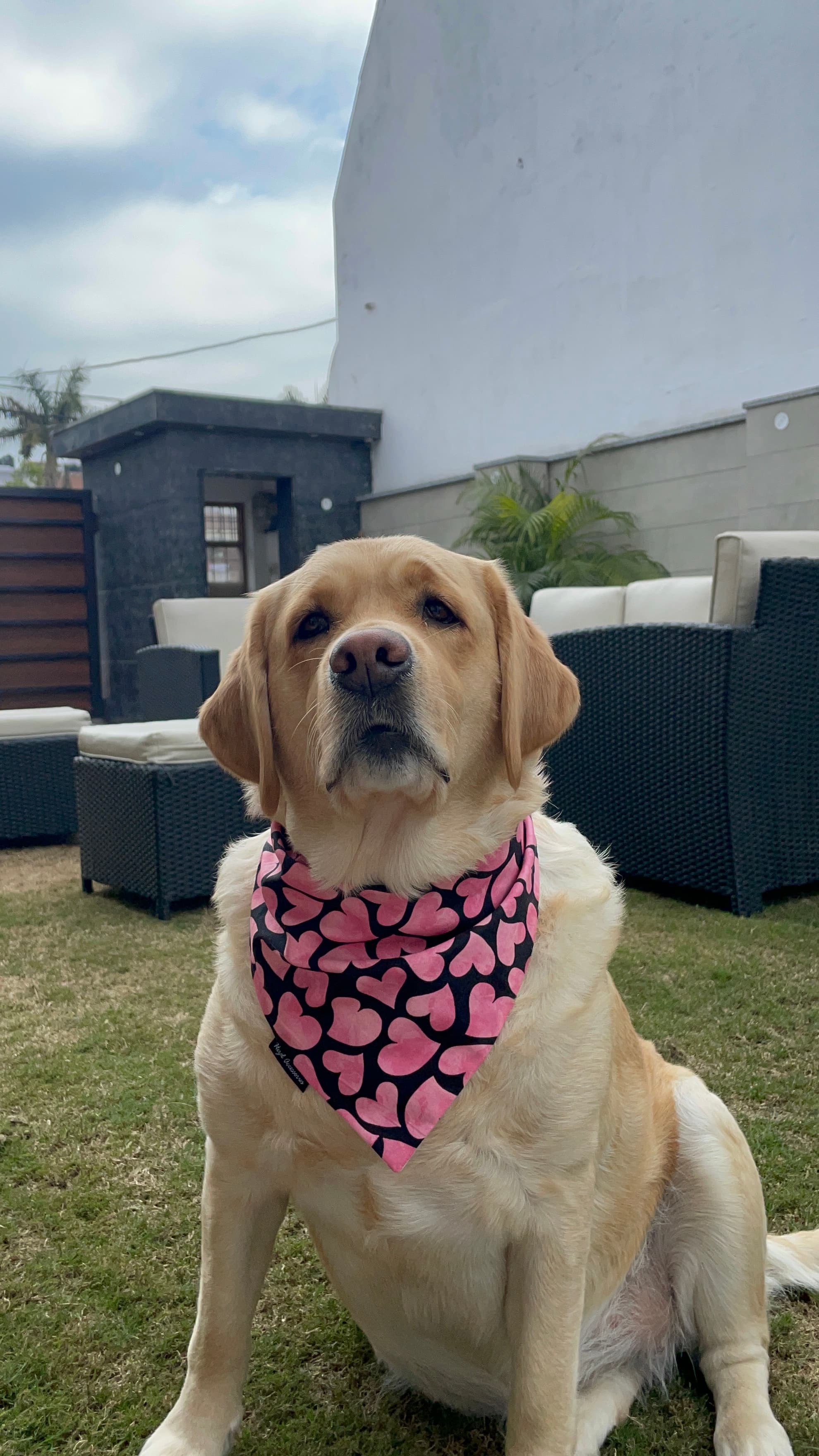 Pink Crush Hearts tie on Bandana