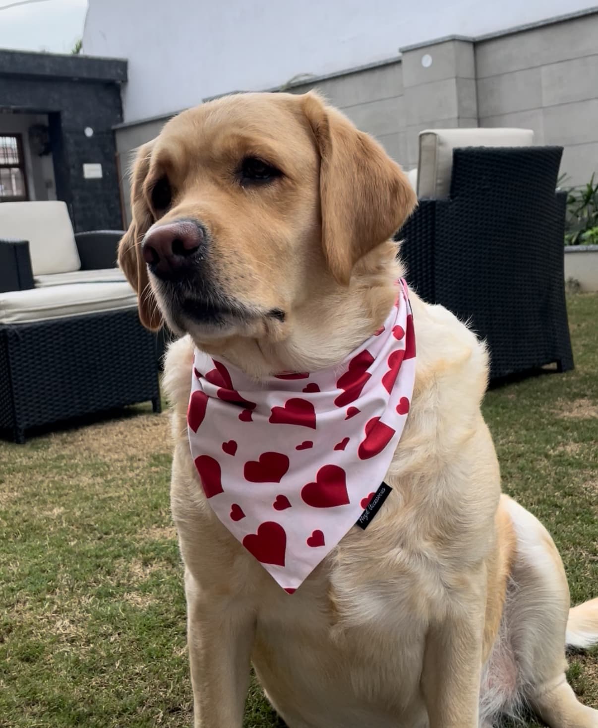 Sweetheart Snow tie on Bandana